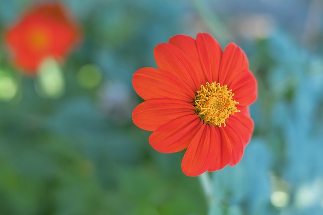 的希望之星 的希望之星