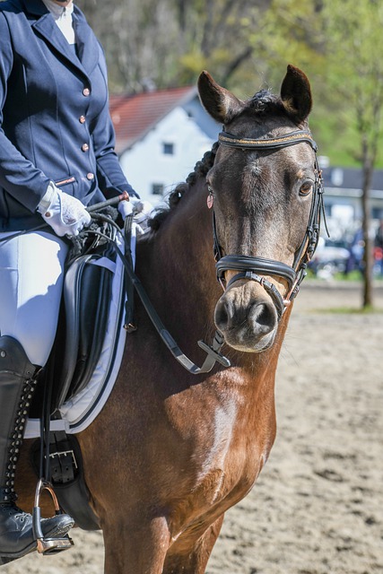 部赛区上演 部赛区上演